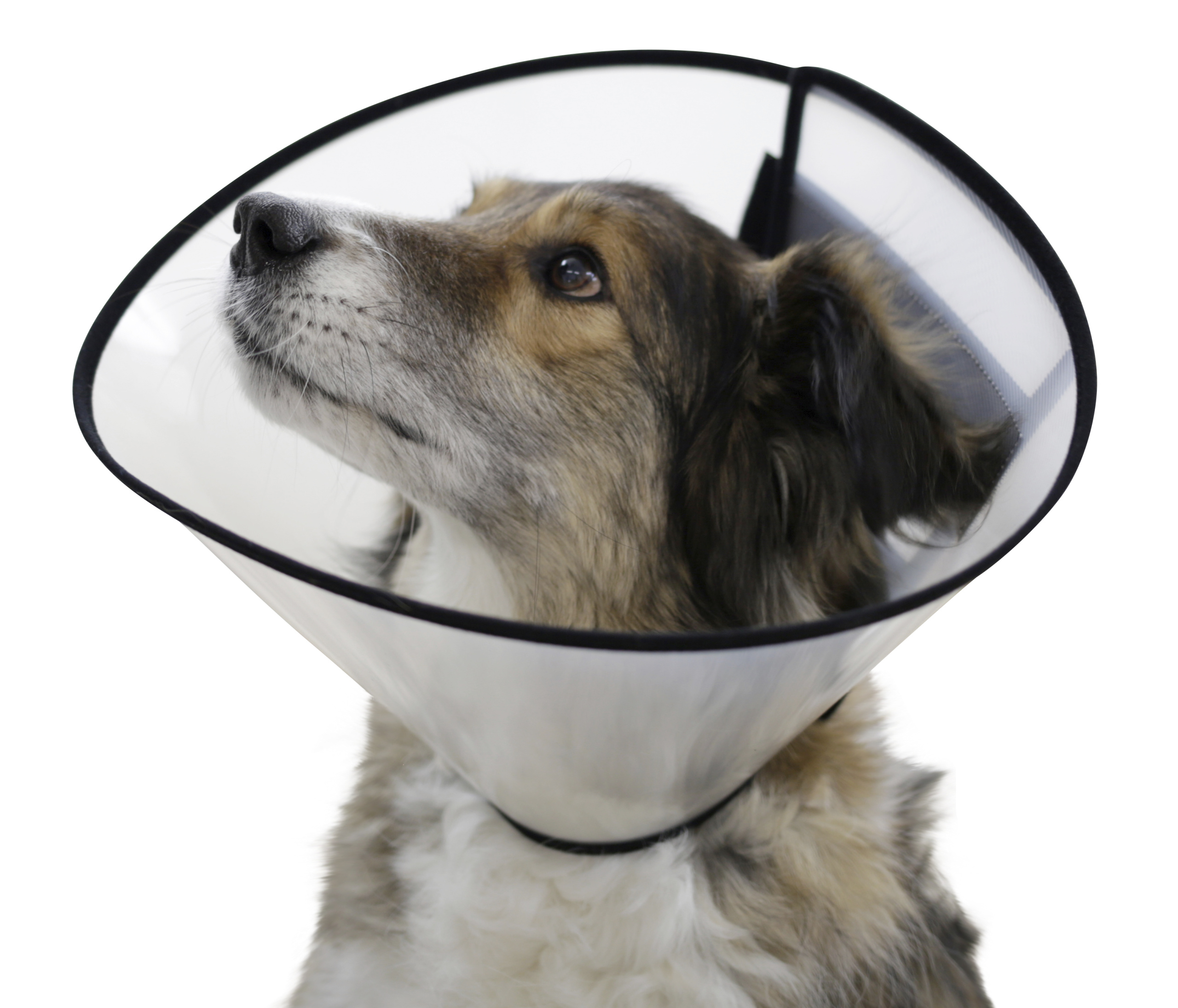 Buster collar deals