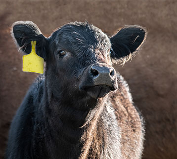 Production Animal Supplies
