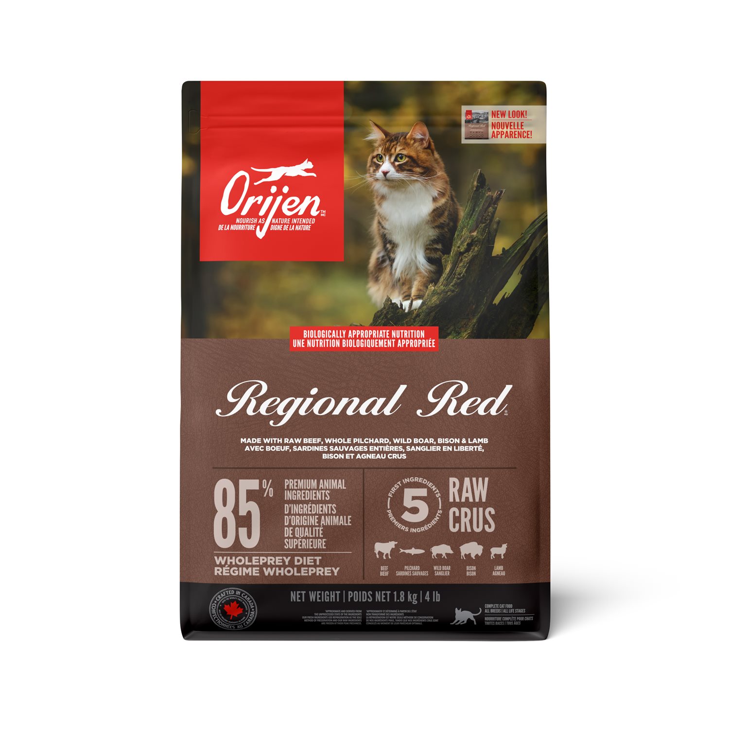 Regional Red Cat