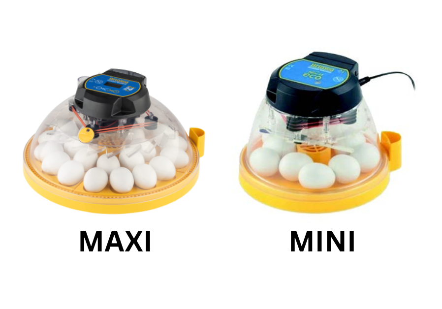 Egg Incubator