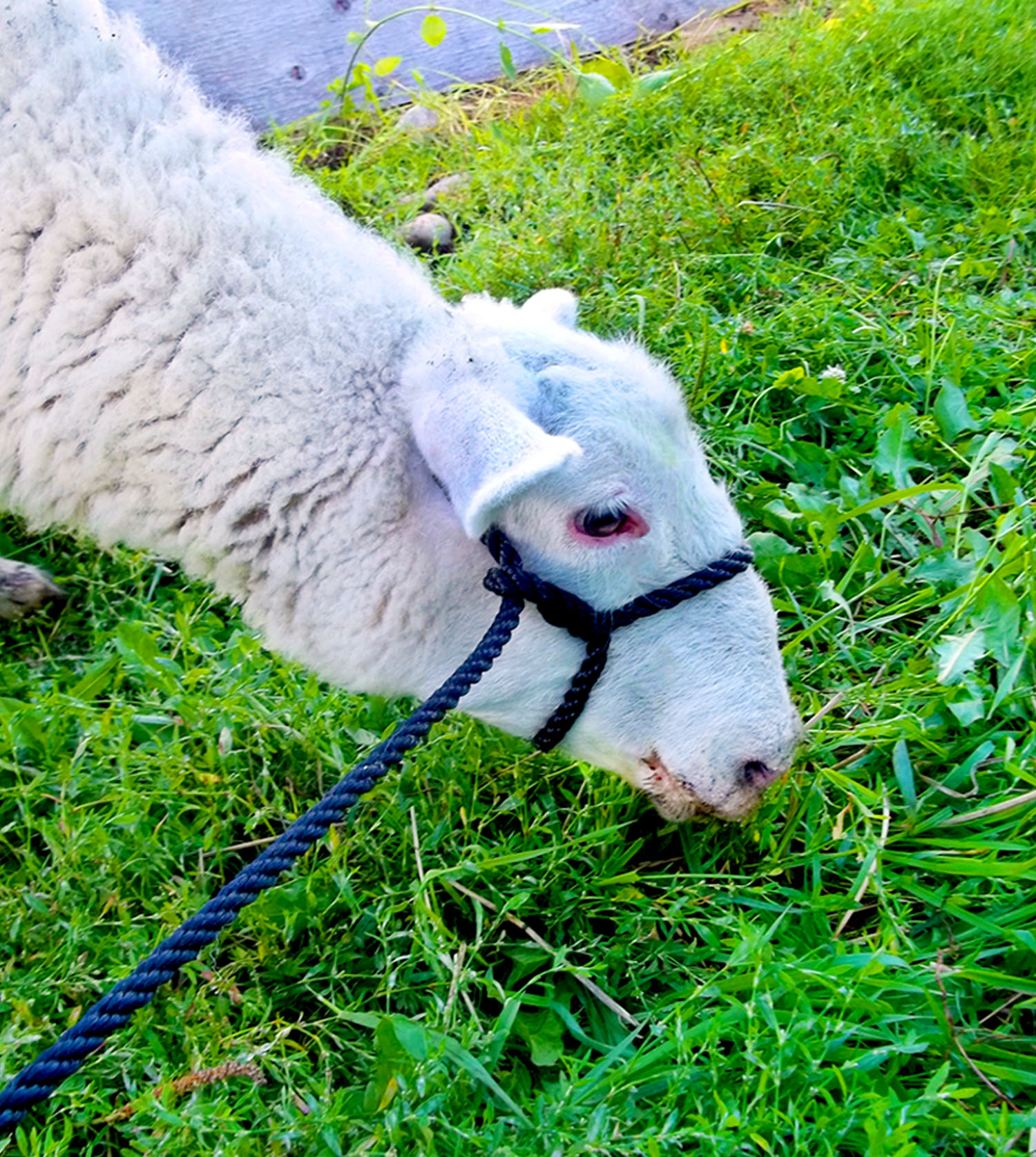 Halter - Poly - Adjustable - Sheep - Fits All