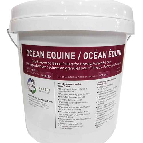 Ocean Equine