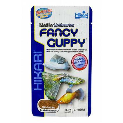 Fancy Guppy